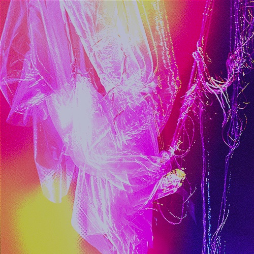 Photo de Cotylédons